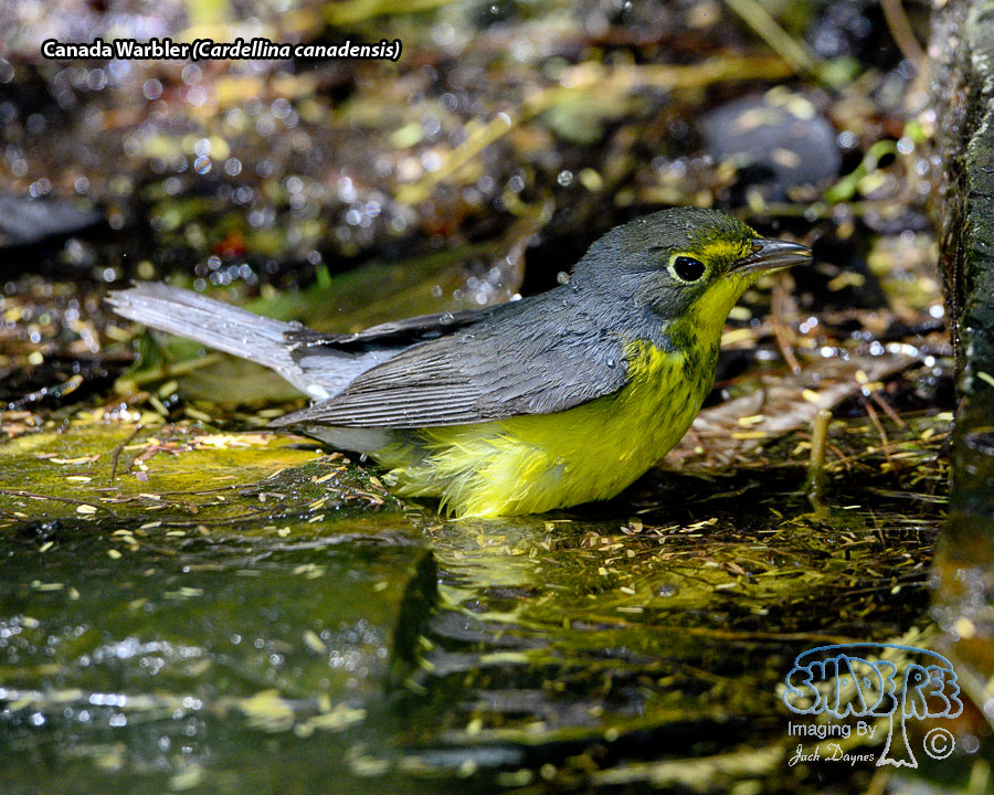 Canada Warbler - Cardellina canadensis