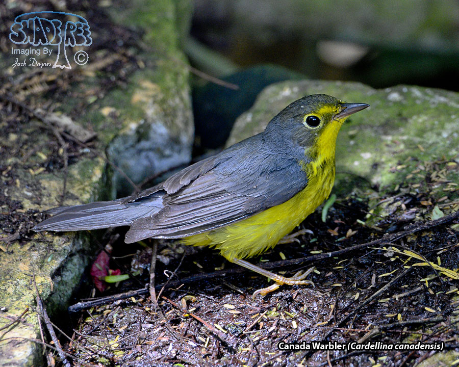 Canada Warbler - Cardellina canadensis