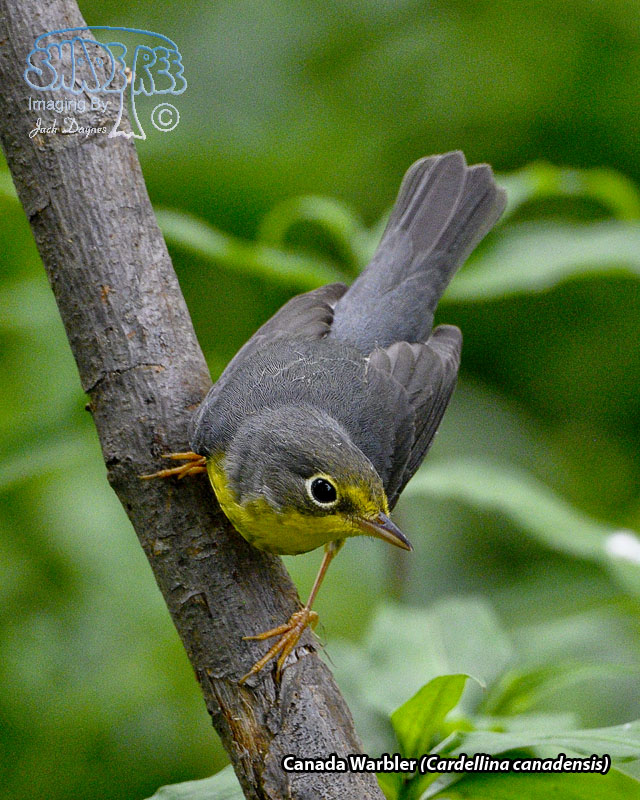 Canada Warbler - Cardellina canadensis