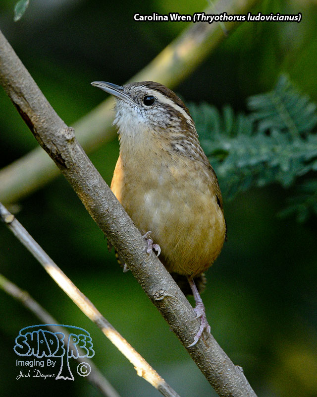 Carolina Wren - Thryothorus ludovicianus