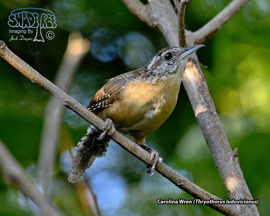 Carolina Wren - Thryothorus ludovicianus
