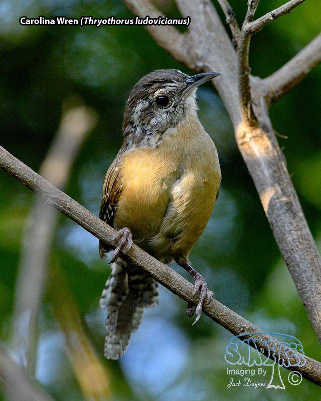 Carolina Wren - Thryothorus ludovicianus