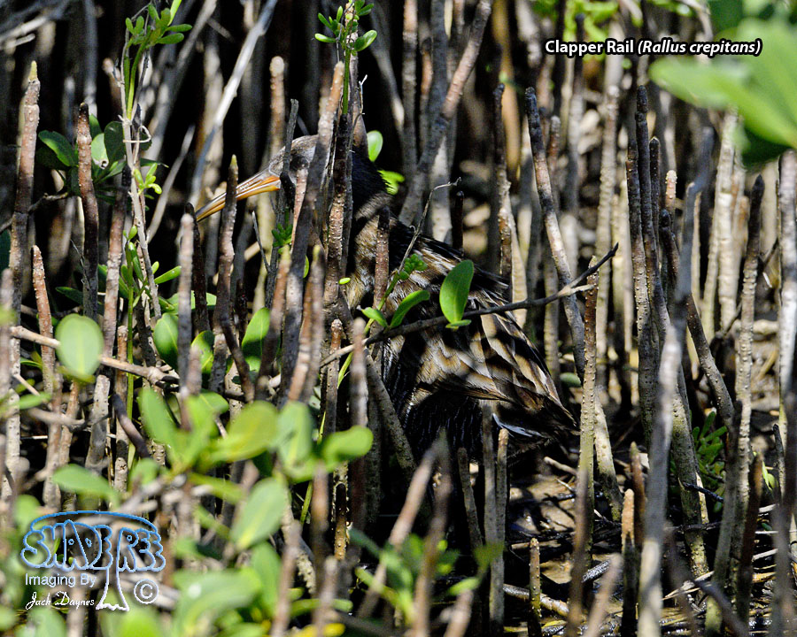 Clapper Rail - Rallus crepitans