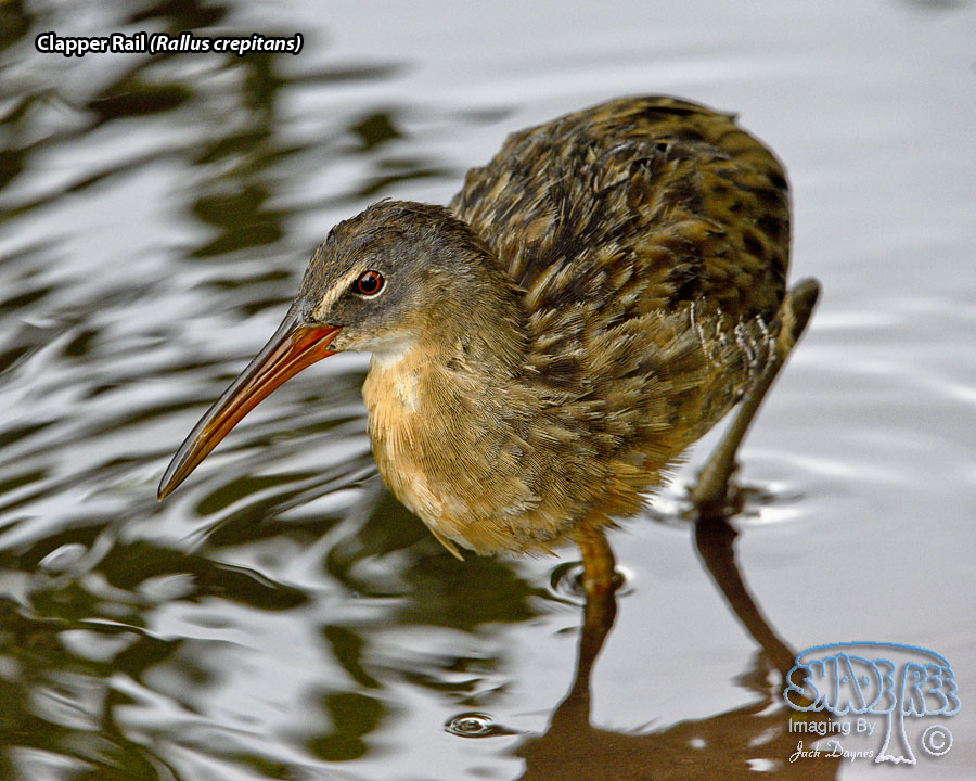 Clapper Rail - Rallus crepitans