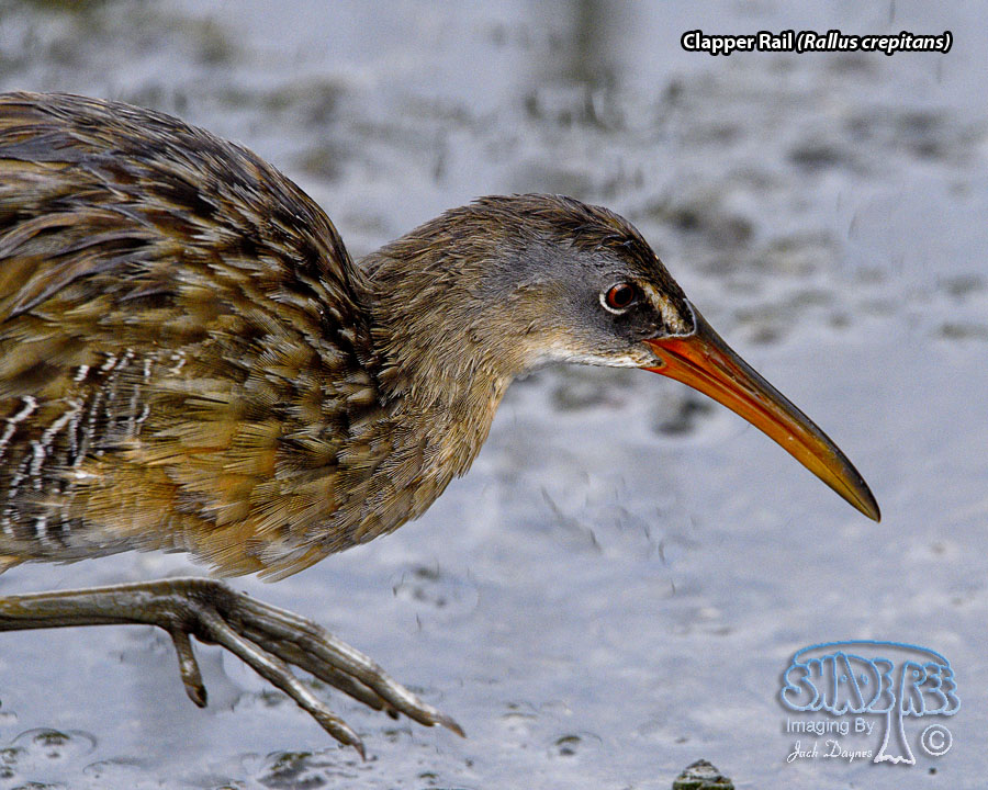 Clapper Rail - Rallus crepitans