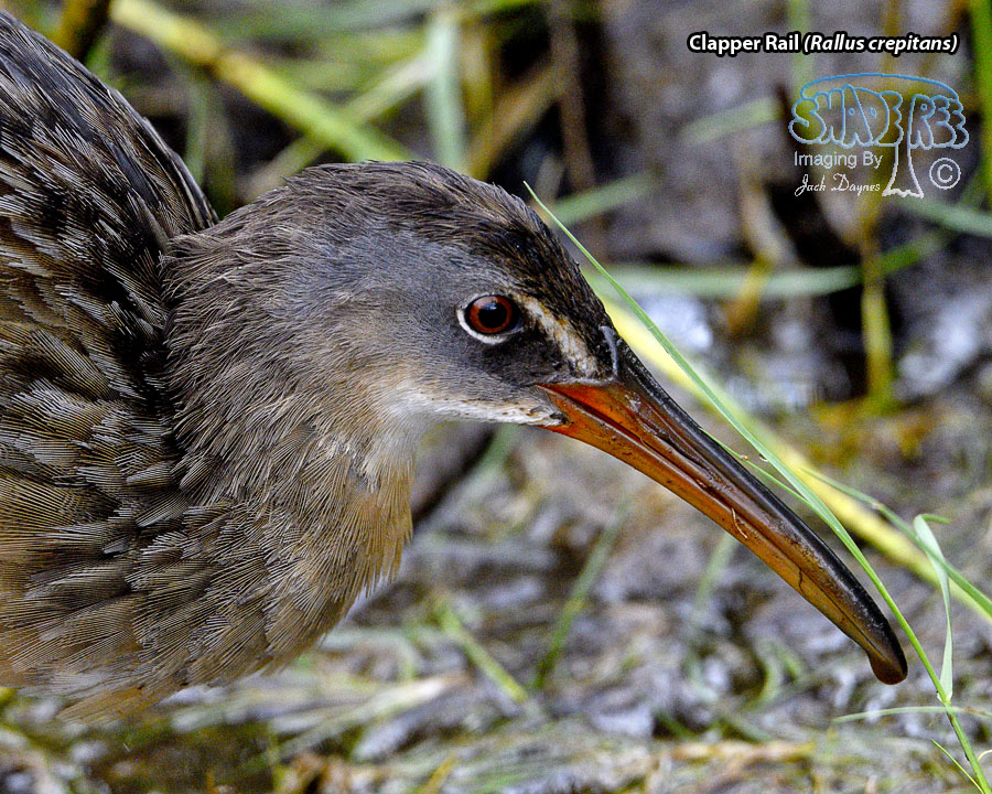 Clapper Rail - Rallus crepitans