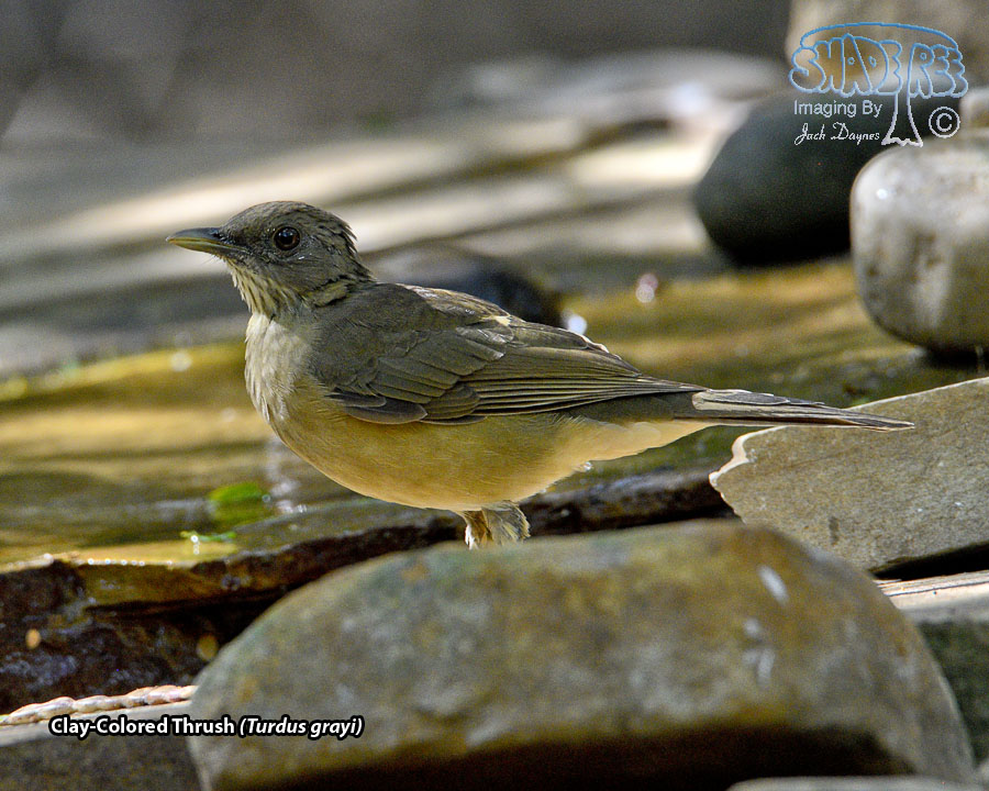 Clay-Colored Thrush - Turdus grayi