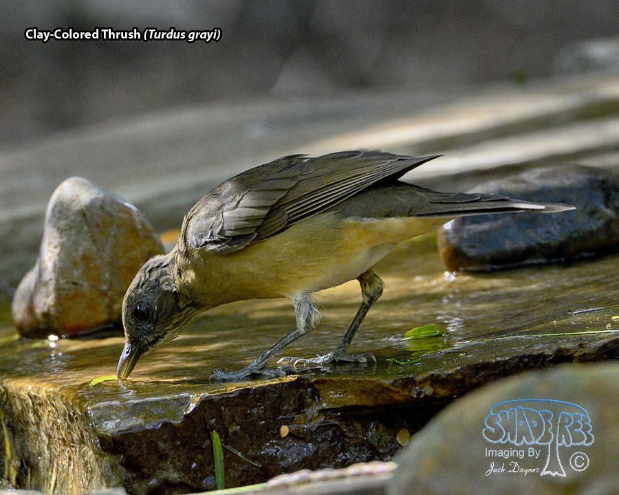 Clay-Colored Thrush - Turdus grayi