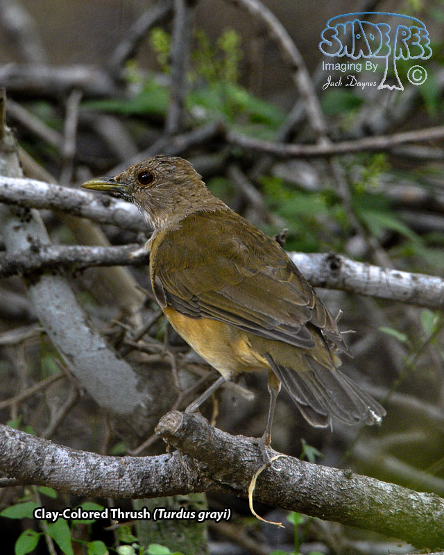 Clay-Colored Thrush - Turdus grayi