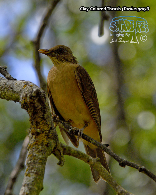 Clay-Colored Thrush - Turdus grayi