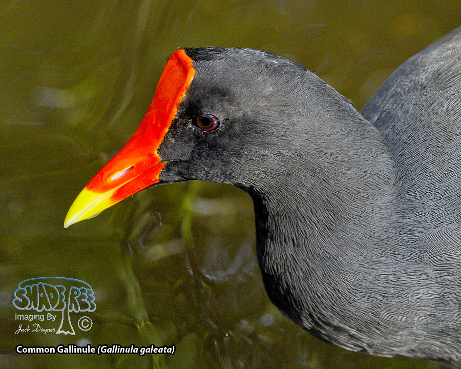 Common Gallinule - Gallinula galeata