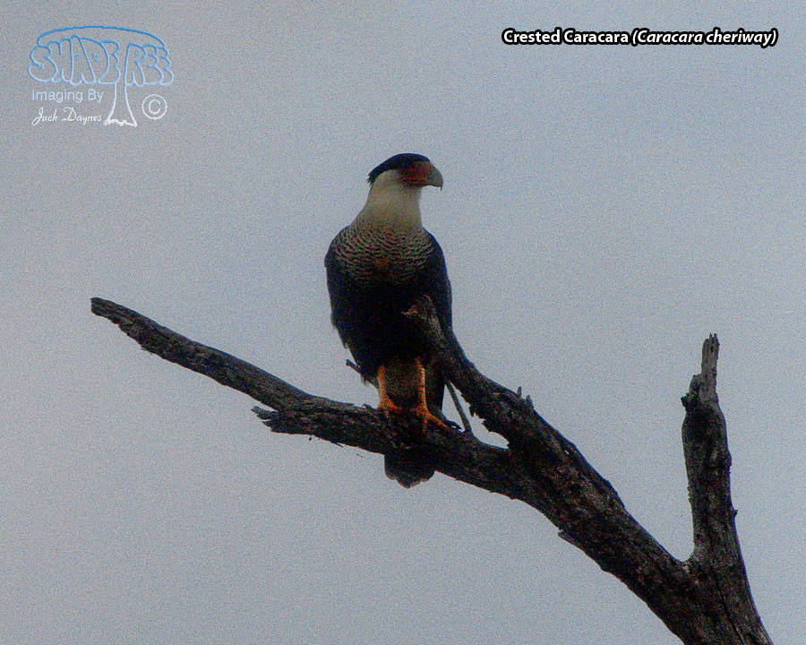 Crested Caracara - Caracara cheriway