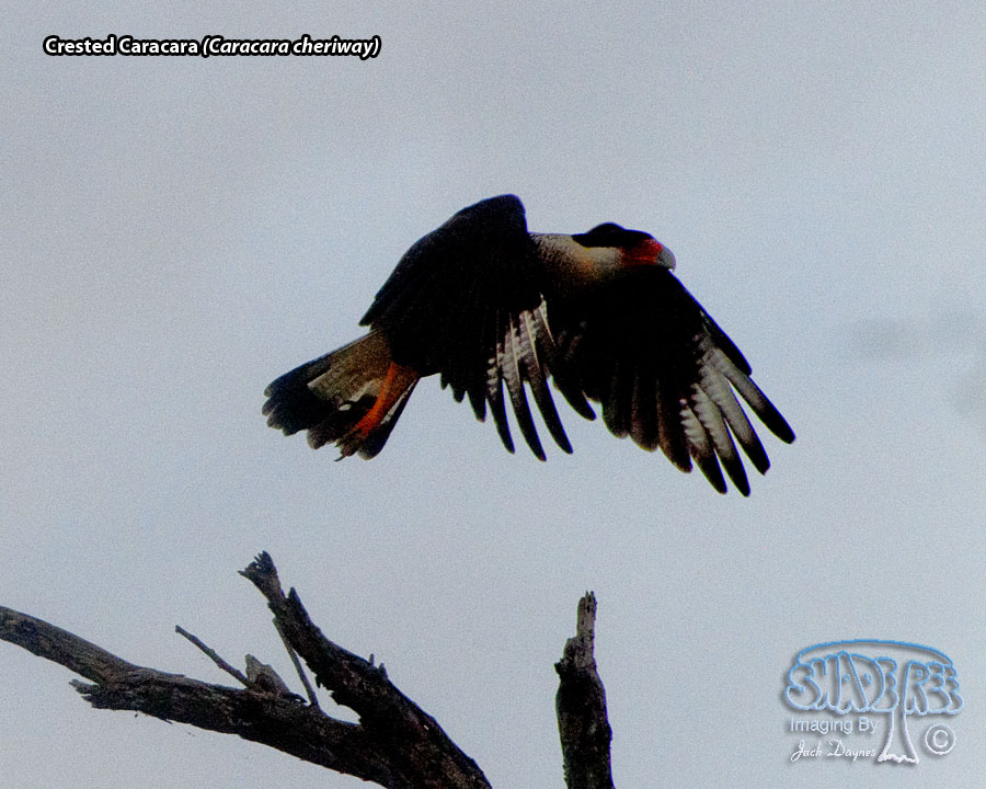 Crested Caracara - Caracara cheriway