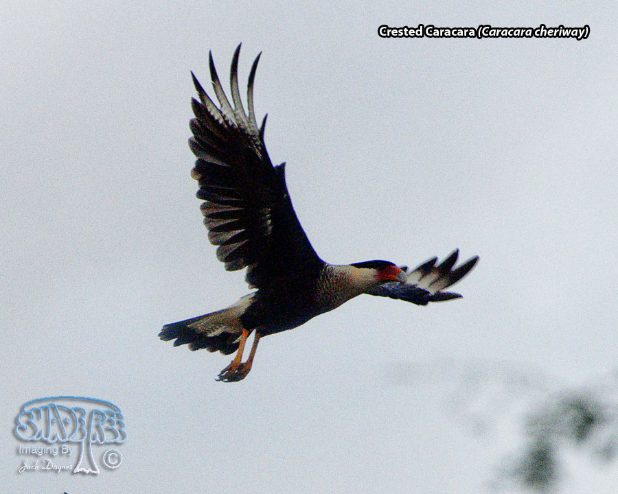 Crested Caracara - Caracara cheriway