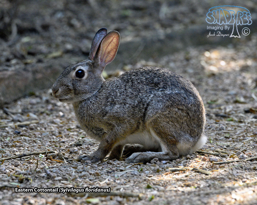 Eastern Cottontail - Sylvilagus floridanus
