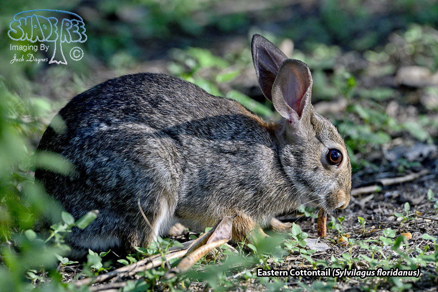 Eastern Cottontail - Sylvilagus floridanus