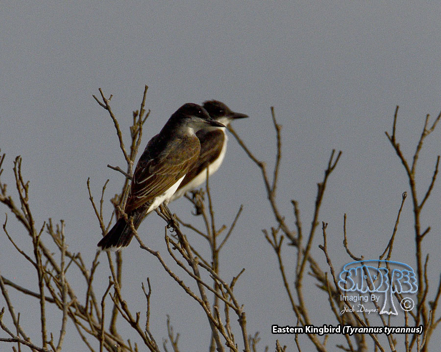 Eastern Kingbird - Tyrannus tyrannus