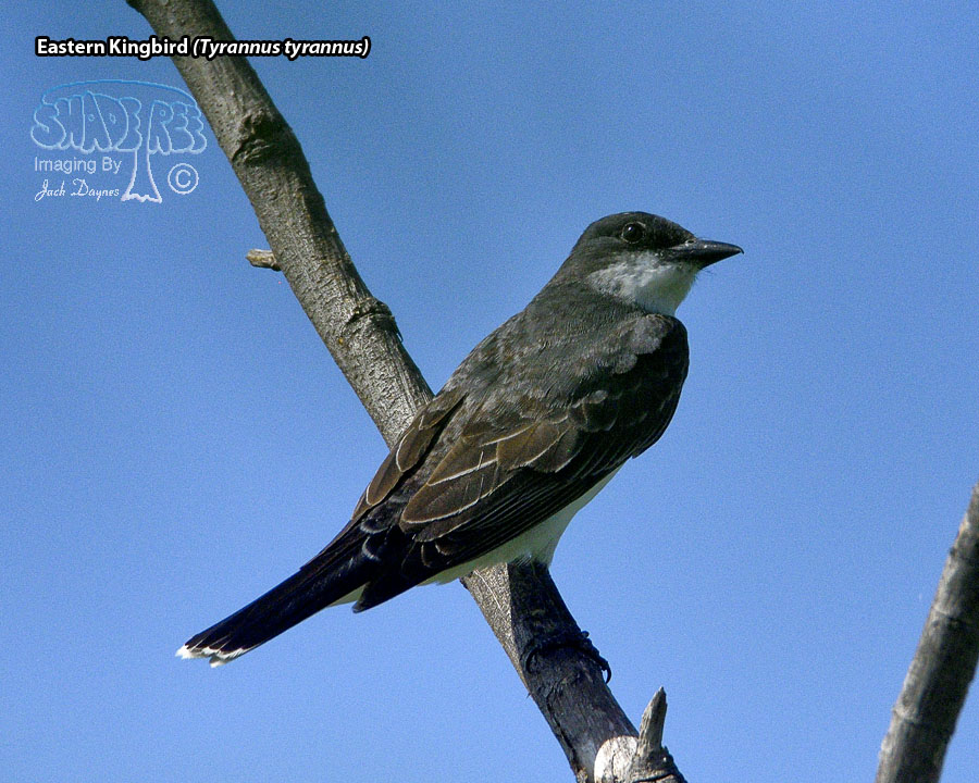 Eastern Kingbird - Tyrannus tyrannus
