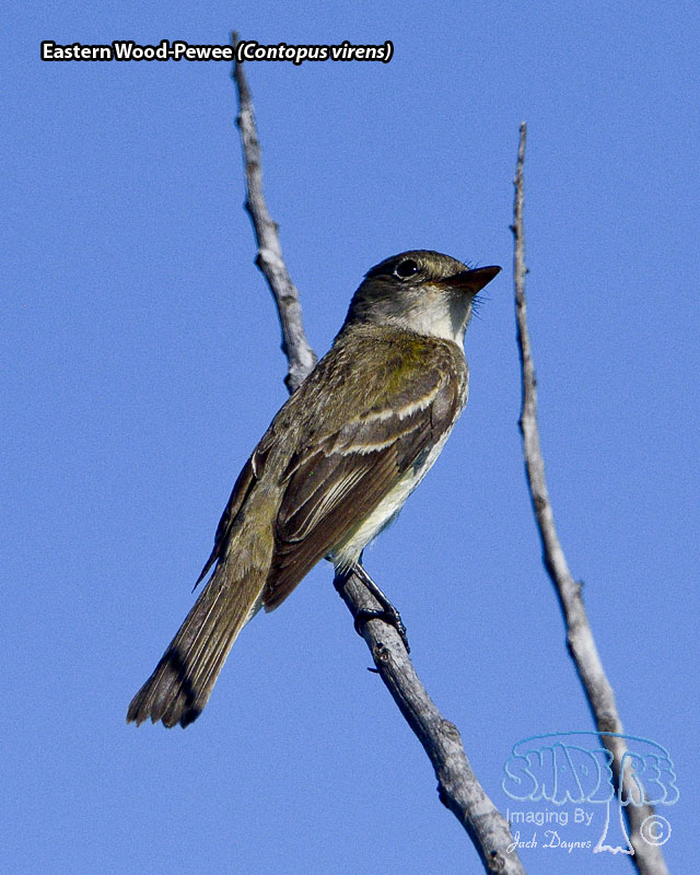 Eastern Wood-Pewee - Contopus virens