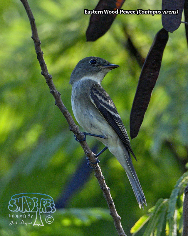Eastern Wood-Pewee - Contopus virens