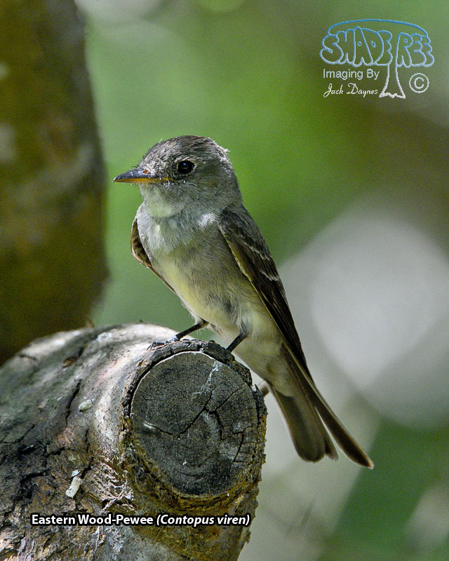 Eastern Wood-Pewee - Contopus virens