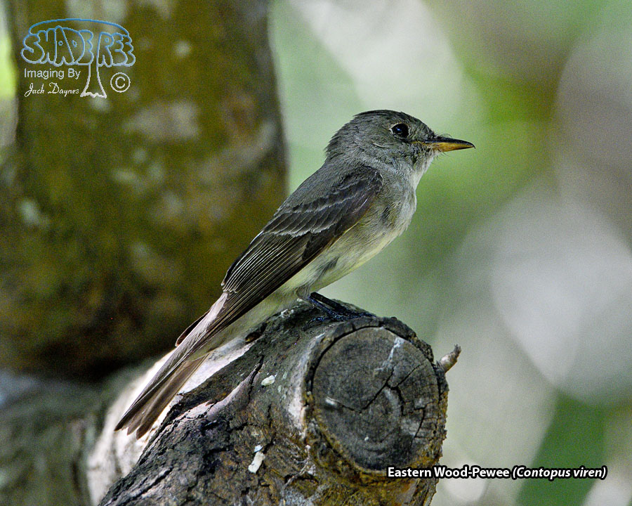 Eastern Wood-Pewee - Contopus virens