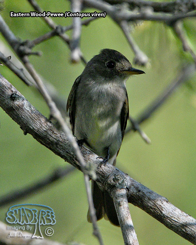 Eastern Wood-Pewee - Contopus virens