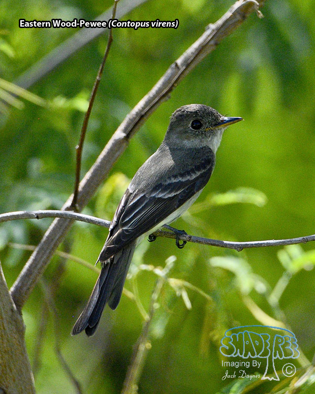 Eastern Wood-Pewee - Contopus virens