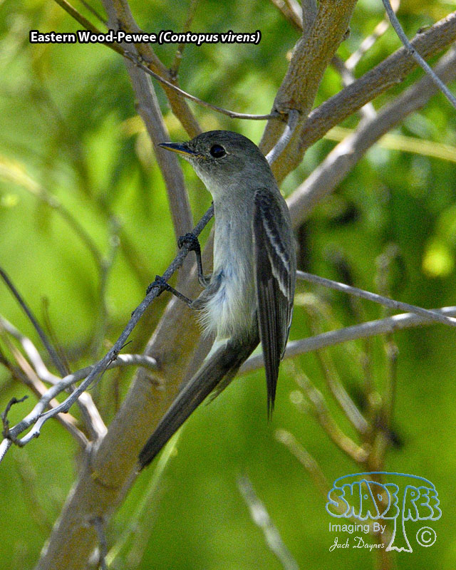 Eastern Wood-Pewee - Contopus virens