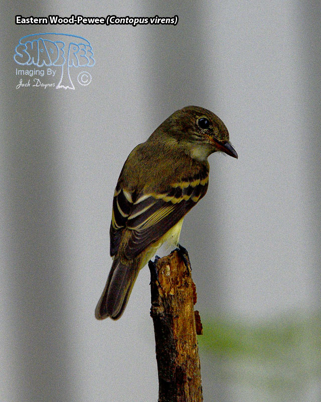 Eastern Wood-Pewee - Contopus virens
