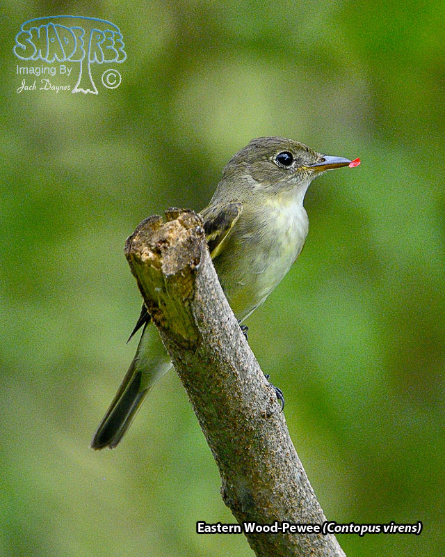 Eastern Wood-Pewee - Contopus virens