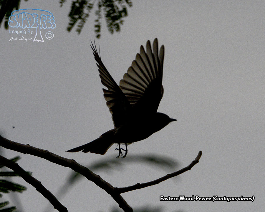 Eastern Wood-Pewee - Contopus virens