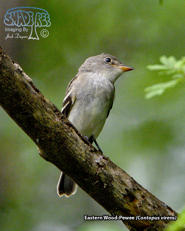 Eastern Wood-Pewee - Contopus virens