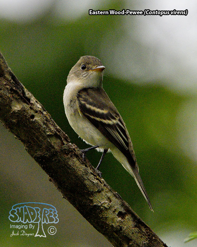 Eastern Wood-Pewee - Contopus virens
