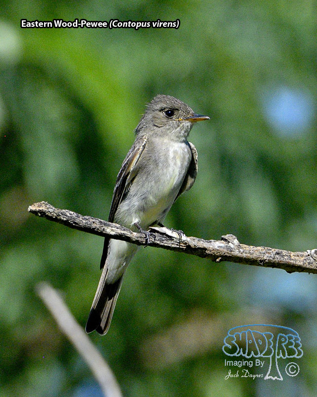 Eastern Wood-Pewee - Contopus virens