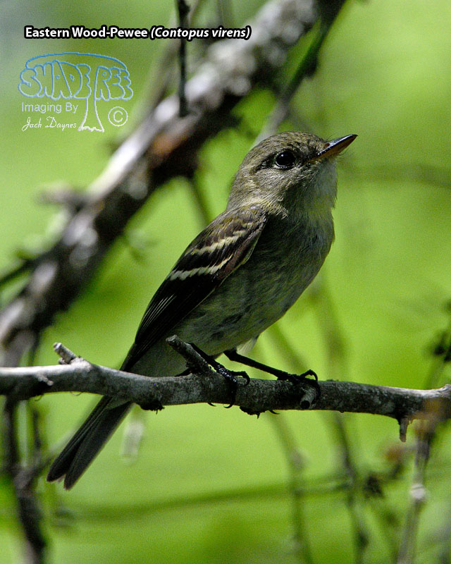 Eastern Wood-Pewee - Contopus virens