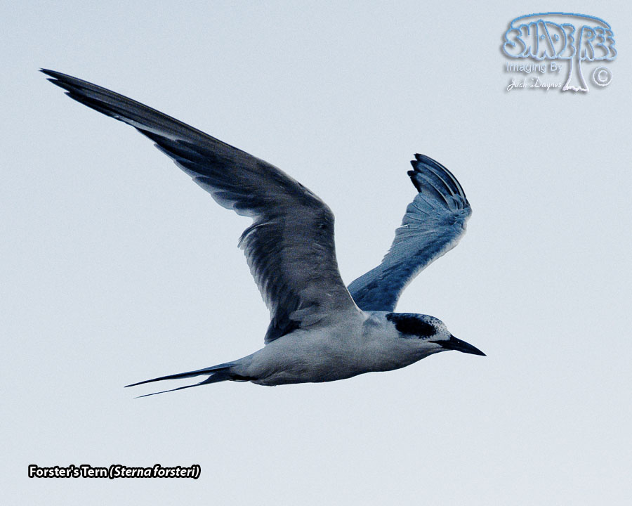 Forster's Tern - Sterna forsteri