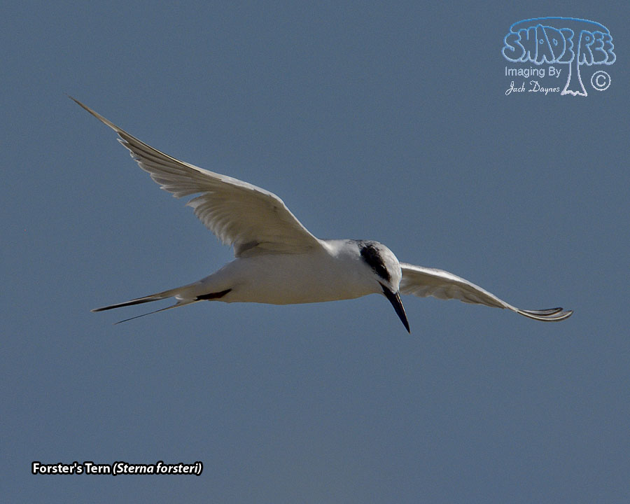 Forster's Tern - Sterna forsteri
