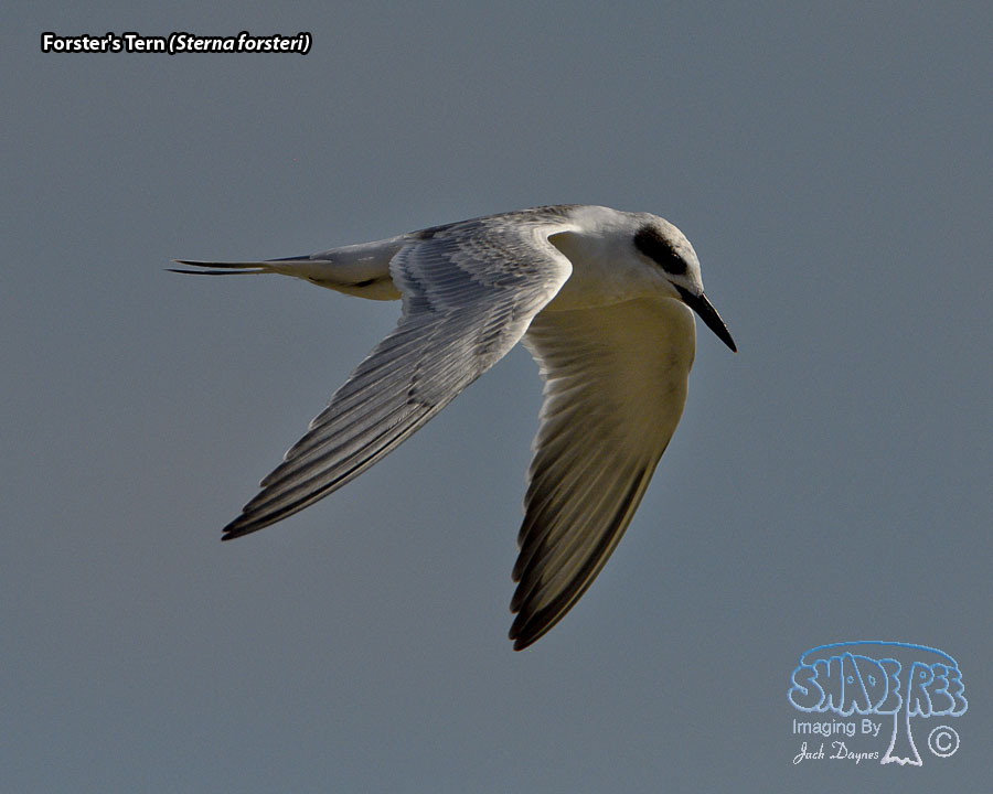 Forster's Tern - Sterna forsteri