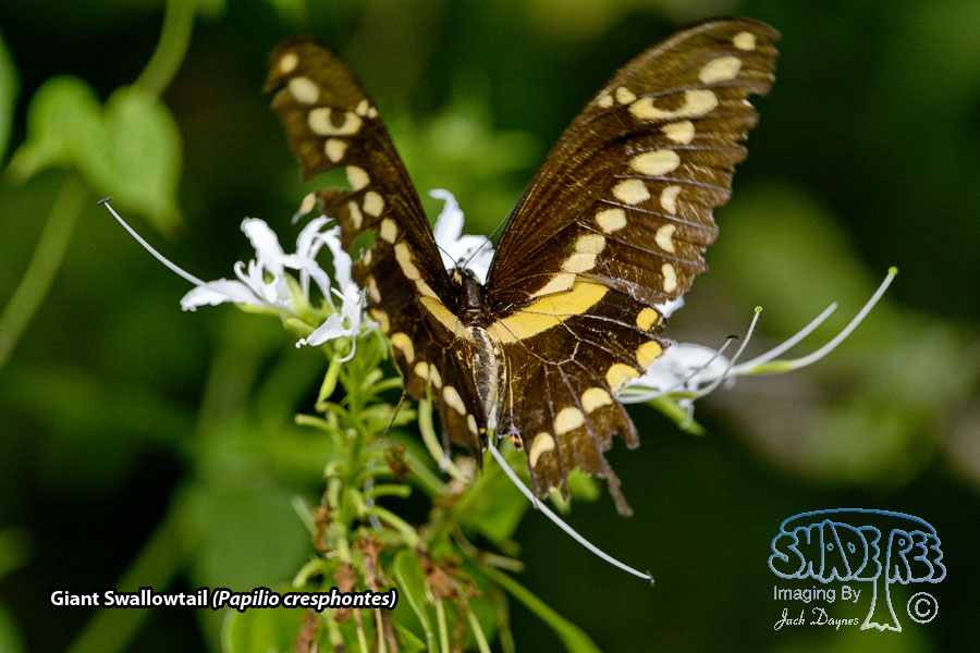 Giant Swallowtail Butterfly - Papilio cresphontes