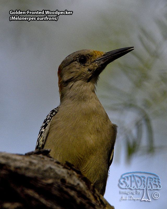Golden-Fronted Woodpecker - Melanerpes aurifrons