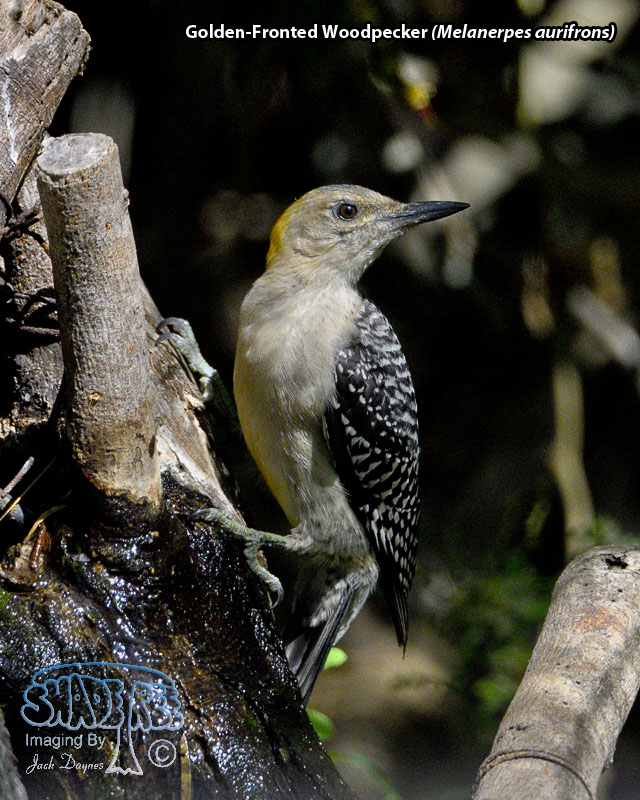 Golden-Fronted Woodpecker - Melanerpes aurifrons