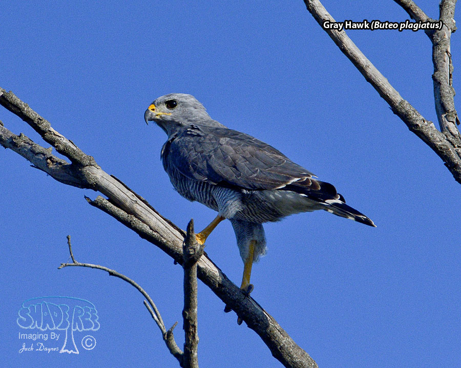 Gray Hawk - Buteo plagiatus