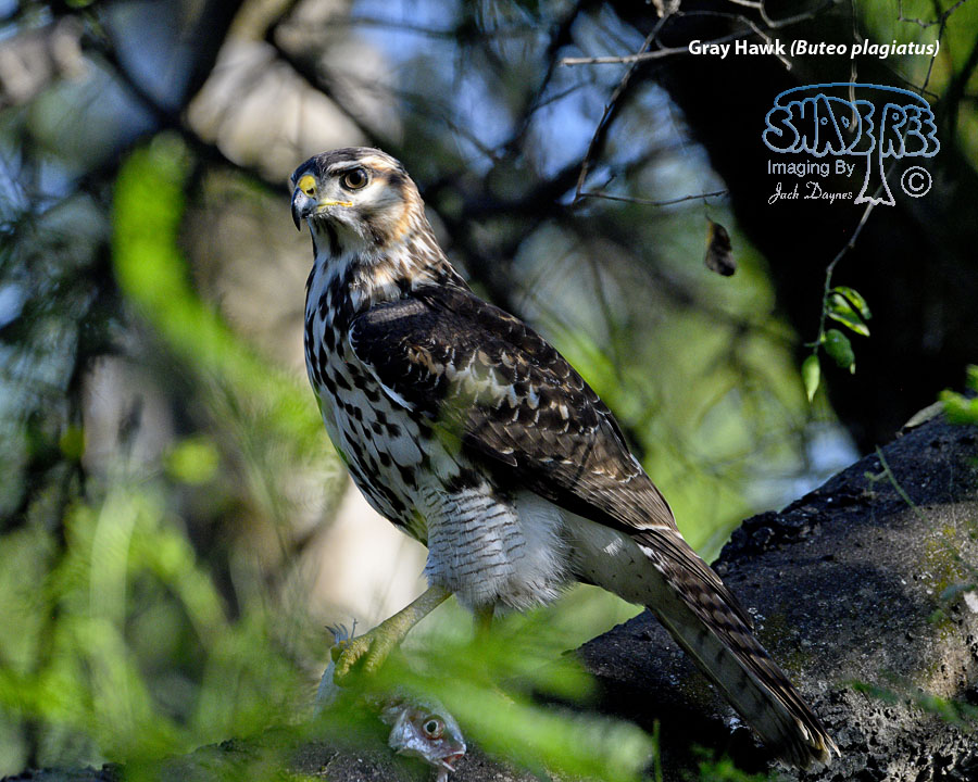Gray Hawk - Buteo plagiatus