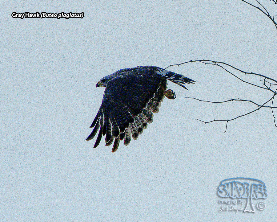 Gray Hawk - Buteo plagiatus