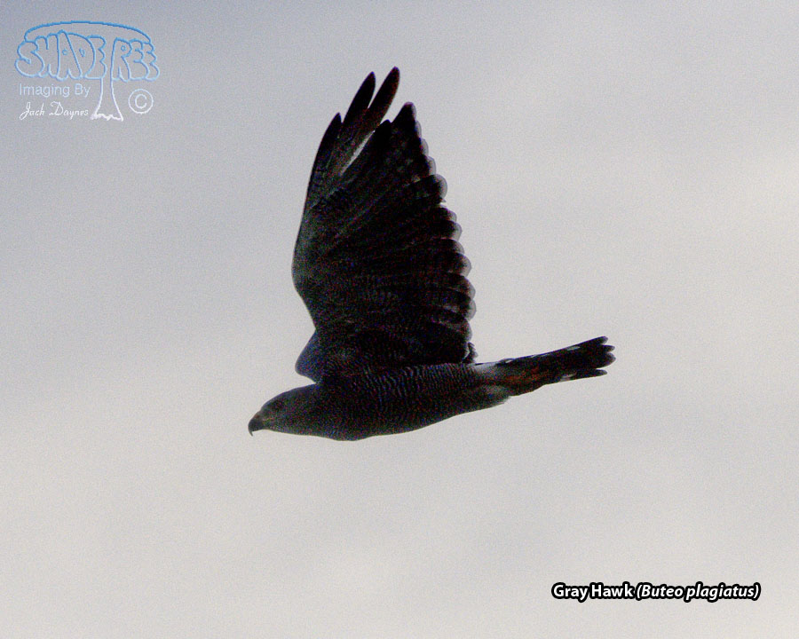 Gray Hawk - Buteo plagiatus