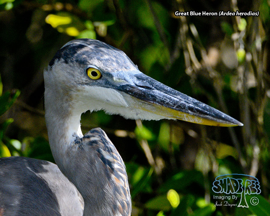Great Blue Heron - Ardea herodias