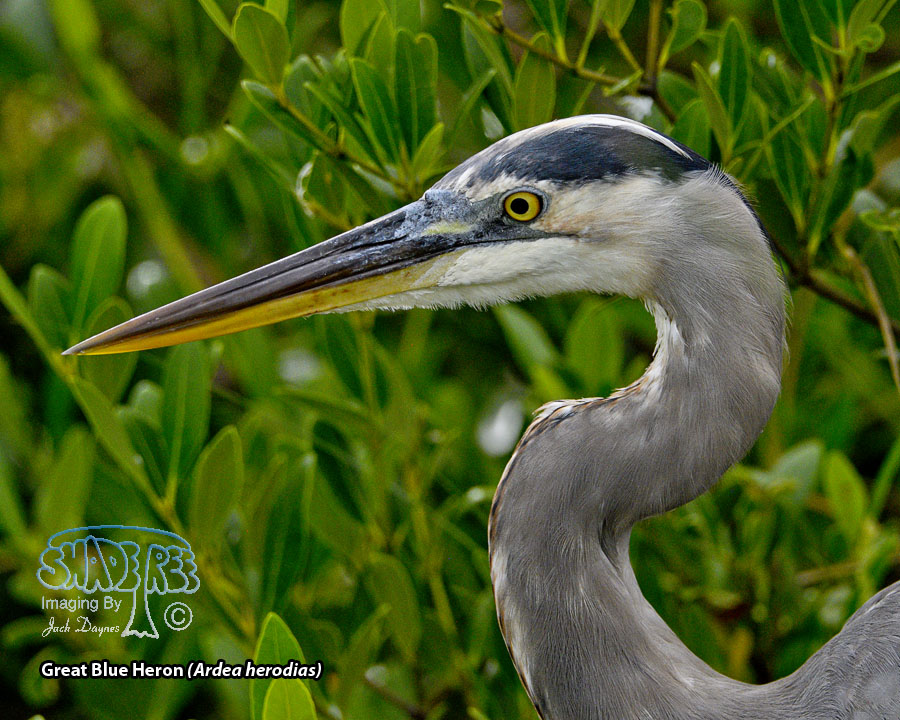 Great Blue Heron - Ardea herodias