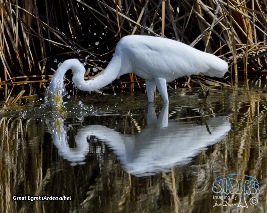 Great Egret - Ardea alba