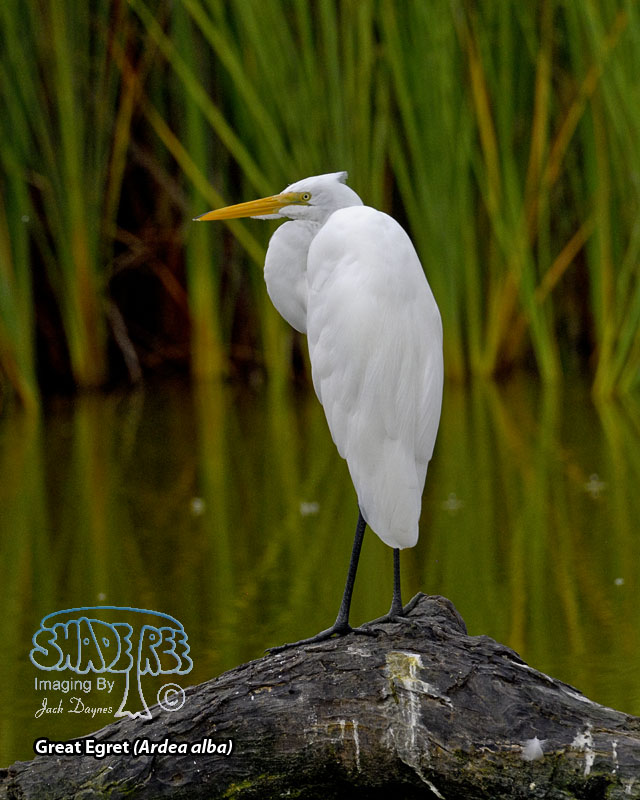 Great Egret - Ardea alba
